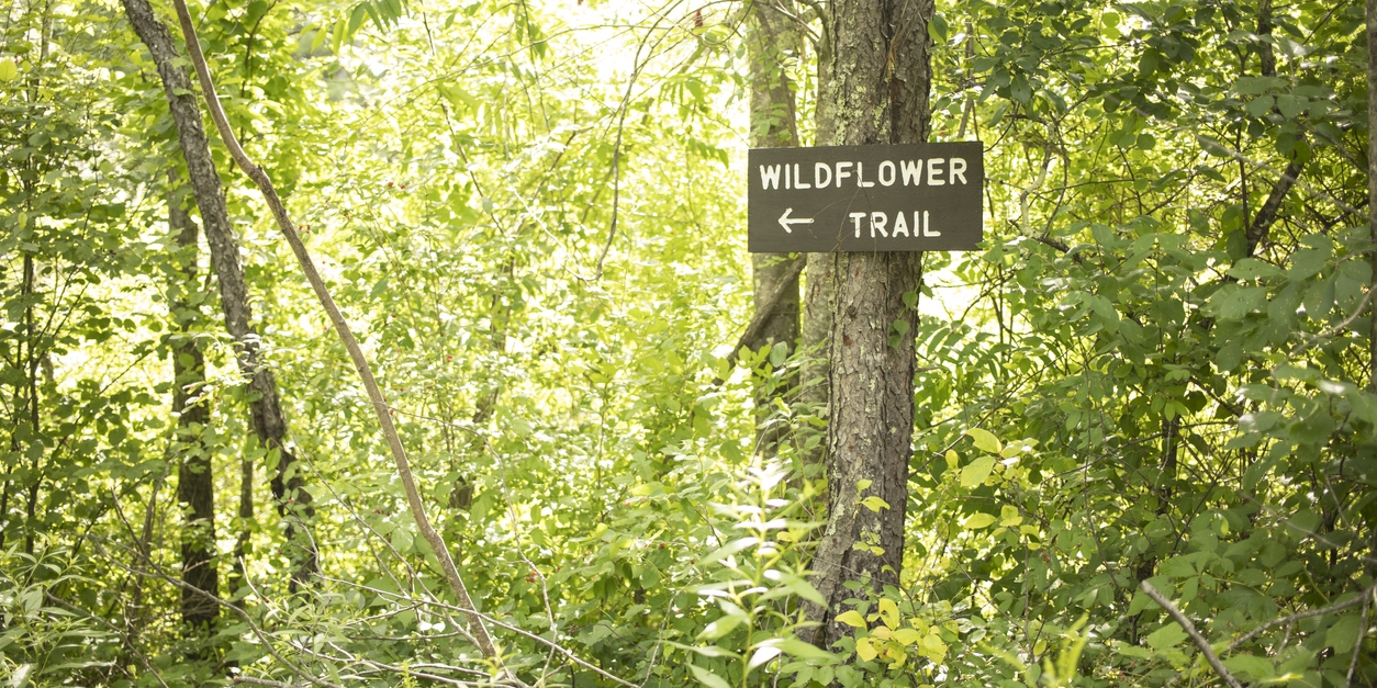 Wildflower trail sign in a New England forest during the summer.
